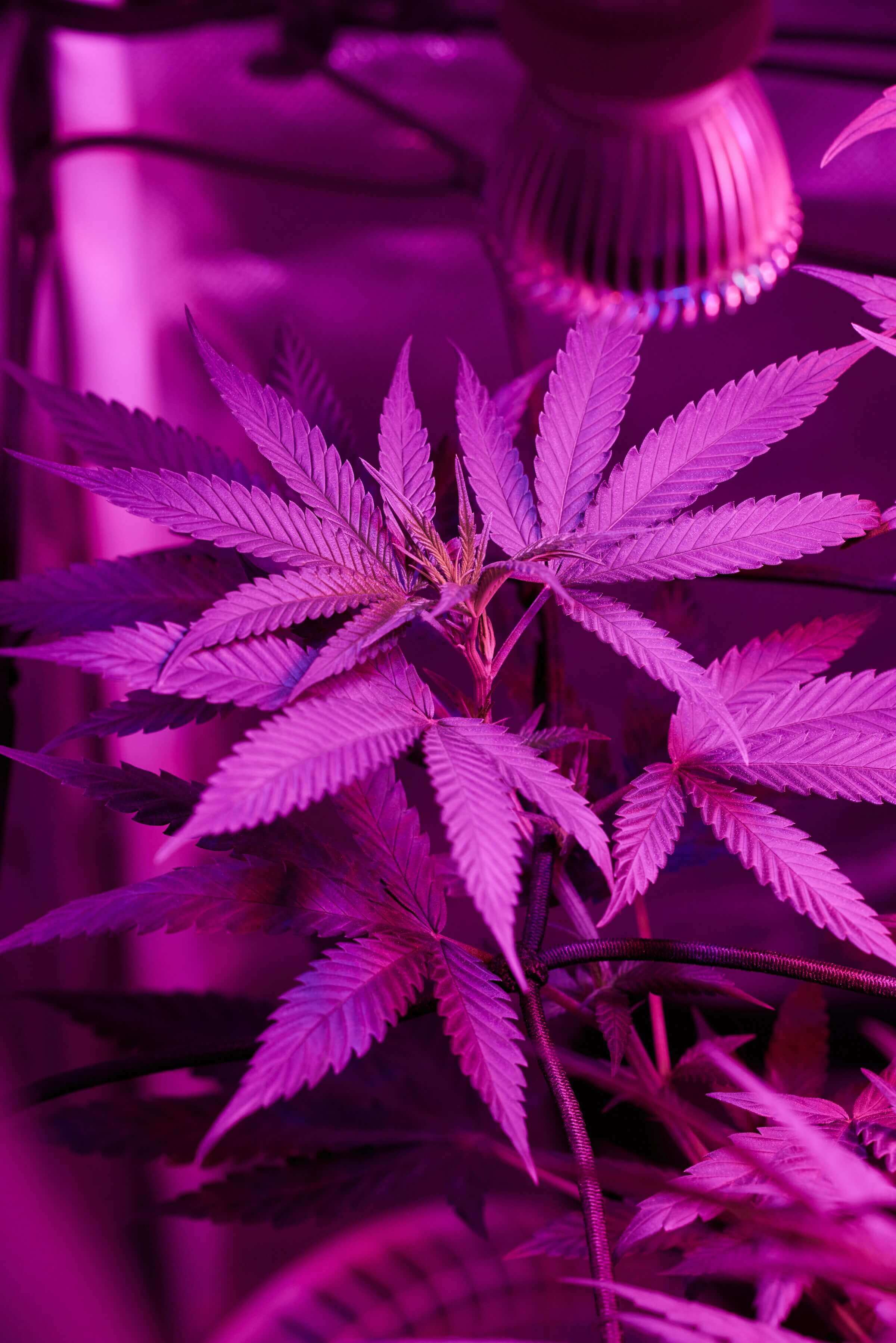 Growing Quality Marijuana